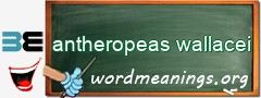 WordMeaning blackboard for antheropeas wallacei